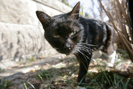 太田区のねこ