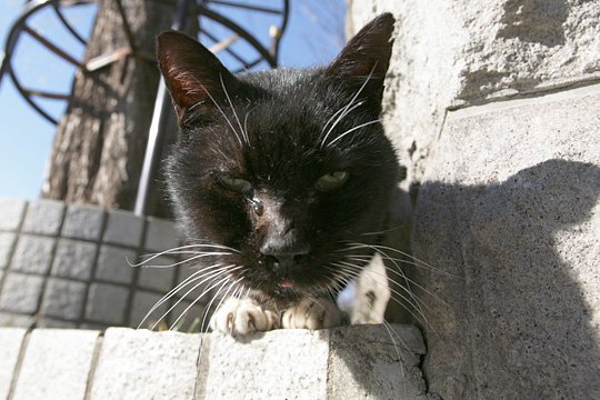 太田区のねこ