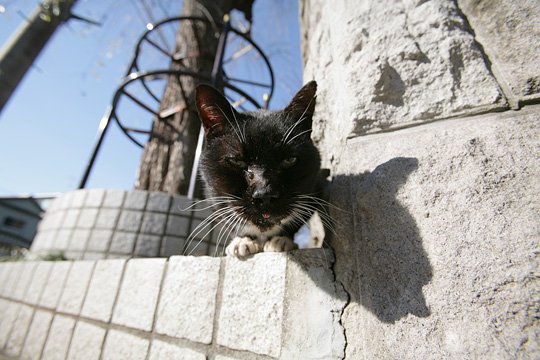 太田区のねこ