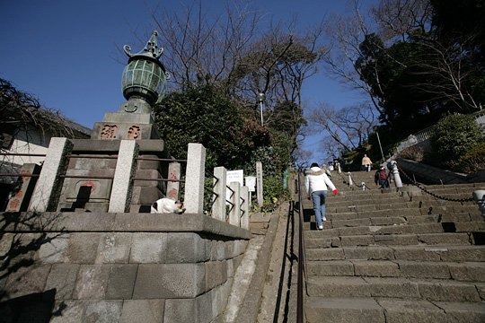 太田区のねこ