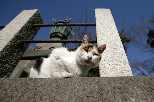 太田区のねこ