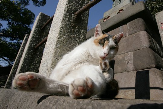 太田区のねこ