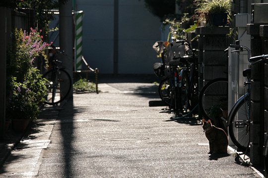 太田区のねこ