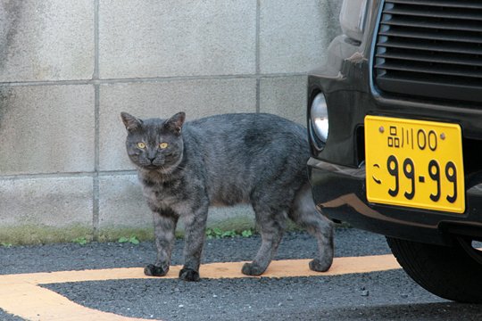 太田区のねこ