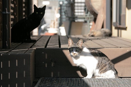 太田区のねこ