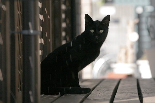 太田区のねこ
