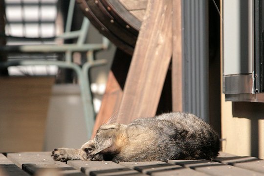 太田区のねこ