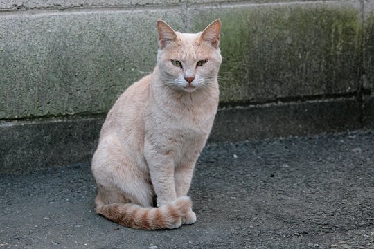 太田区のねこ