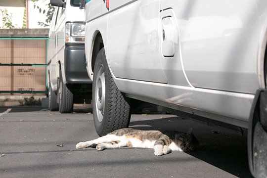 太田区のねこ