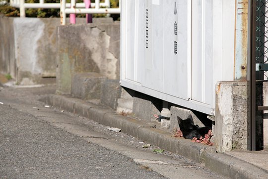 太田区のねこ