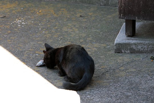 太田区のねこ