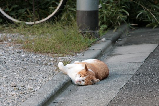 太田区のねこ