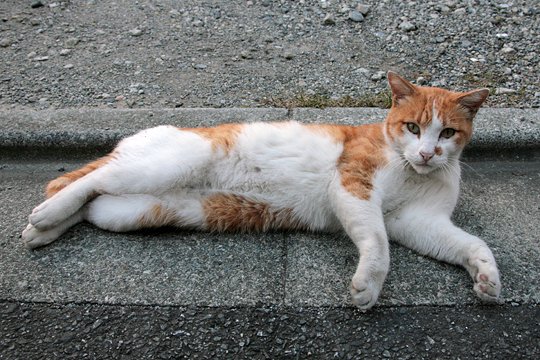 太田区のねこ