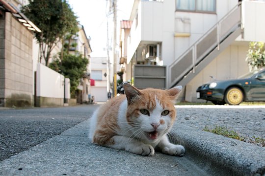 太田区のねこ