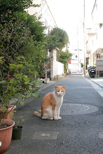太田区のねこ