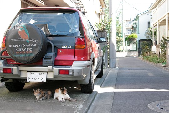 太田区のねこ