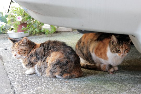 太田区のねこ