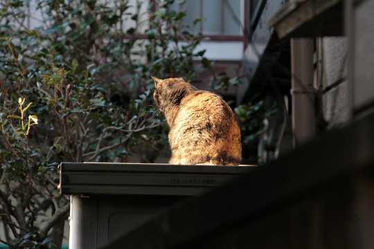太田区のねこ