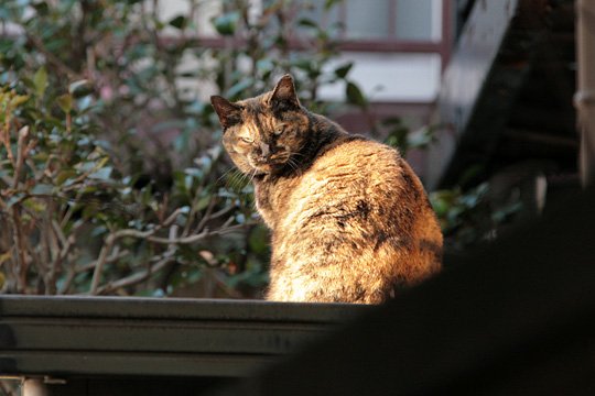 太田区のねこ
