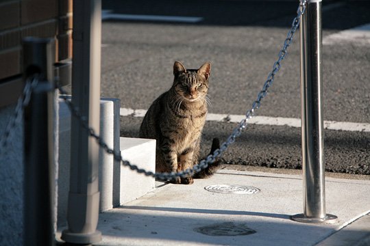 太田区のねこ