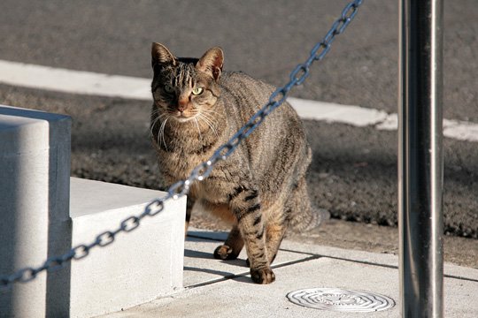 太田区のねこ