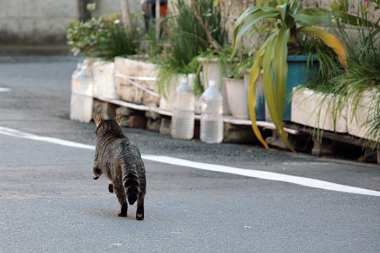 太田区のねこ