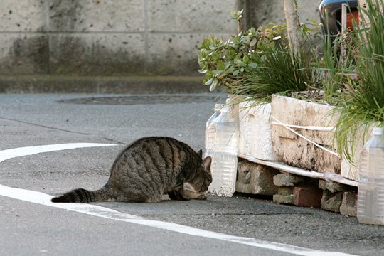 太田区のねこ
