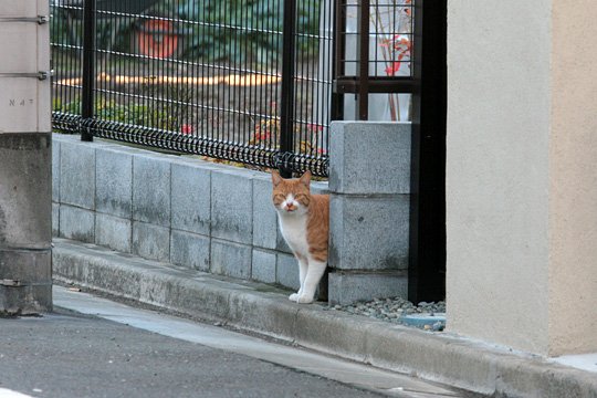太田区のねこ