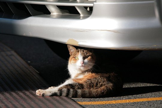 太田区のねこ