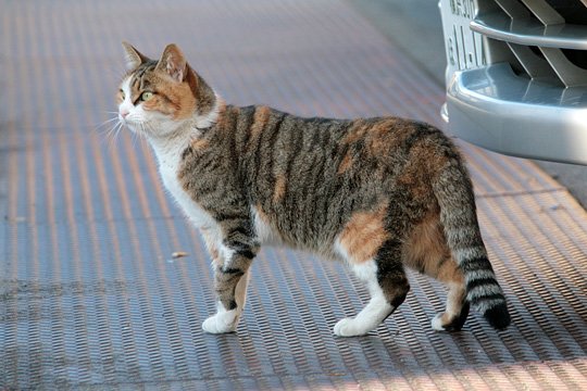 太田区のねこ