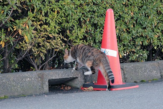 太田区のねこ