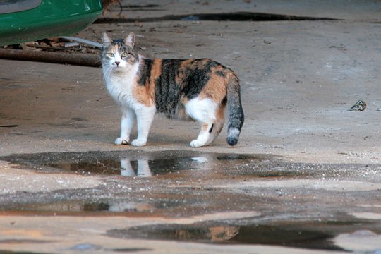 太田区のねこ