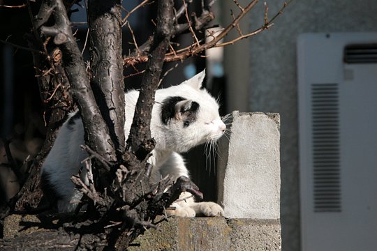 太田区のねこ