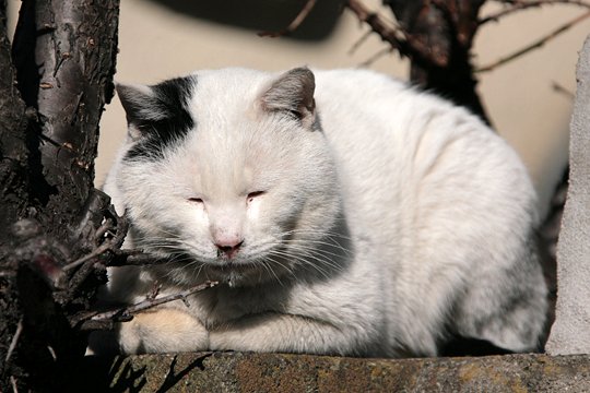 太田区のねこ
