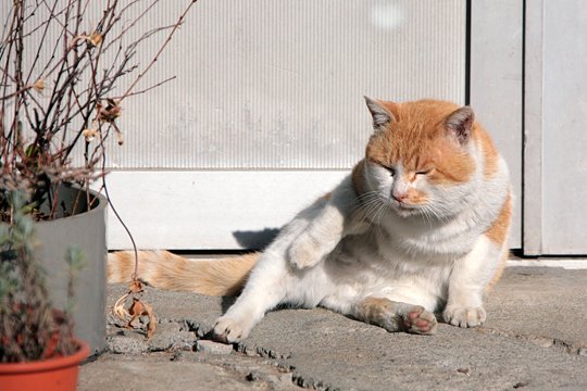 太田区のねこ