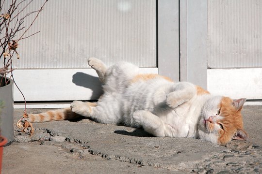 太田区のねこ
