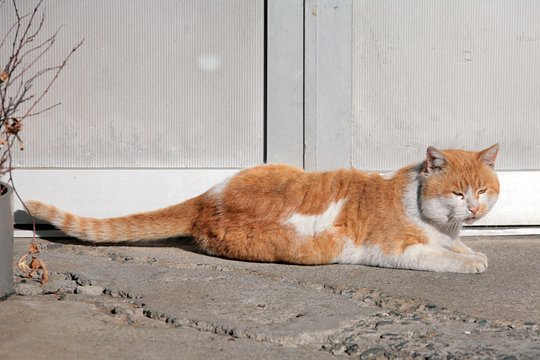 太田区のねこ