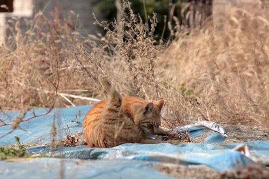 太田区のねこ