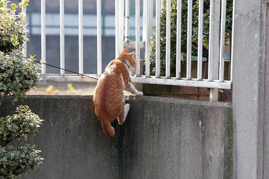 太田区のねこ