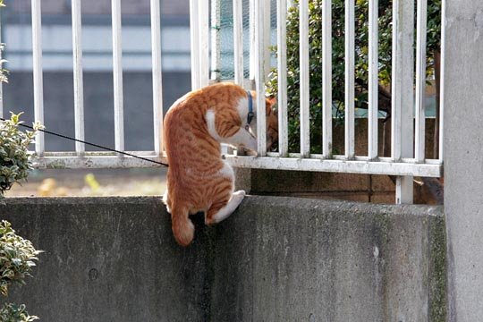 太田区のねこ
