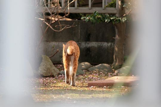 太田区のねこ