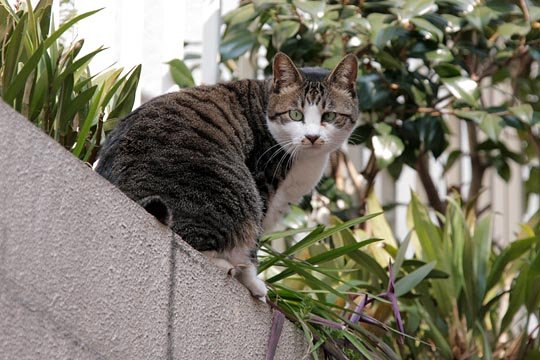 太田区のねこ