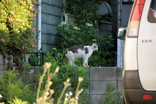 太田区のねこ