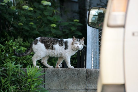 太田区のねこ