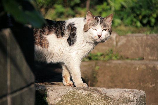 太田区のねこ