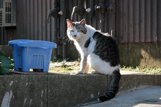 太田区のねこ