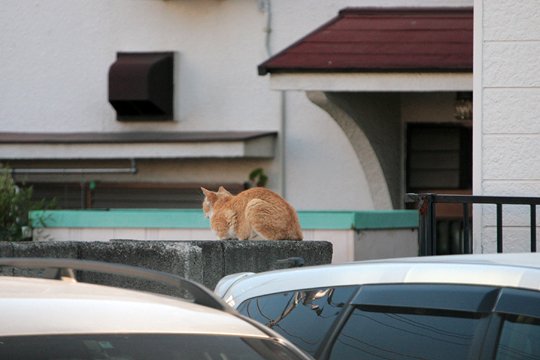 太田区のねこ