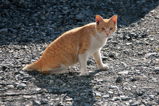 太田区のねこ