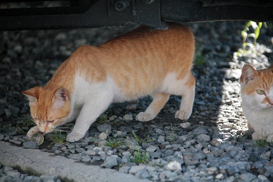 太田区のねこ