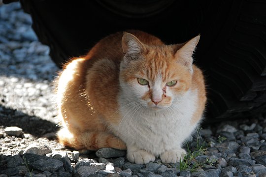 太田区のねこ